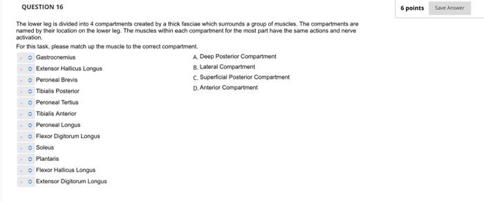 Solved The lower leg is divided into 4 compartments created | Chegg.com