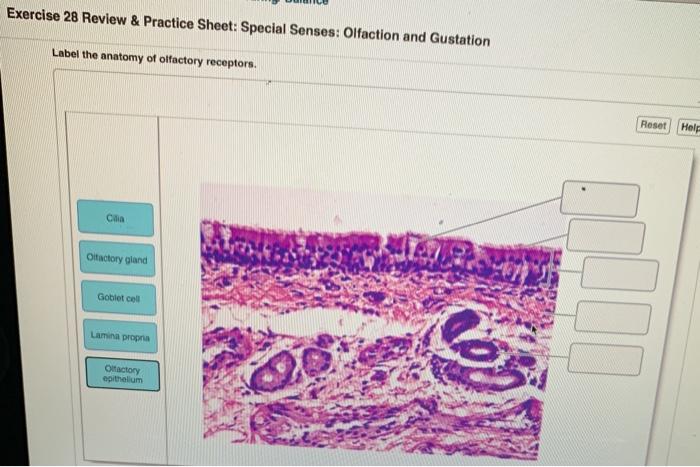 Solved: Exercise 28 Review & Practice Sheet: Special Sense... | Chegg.com