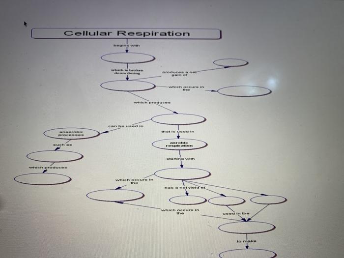 Solved Cellular Respiration Assignment Directions: - use the | Chegg.com
