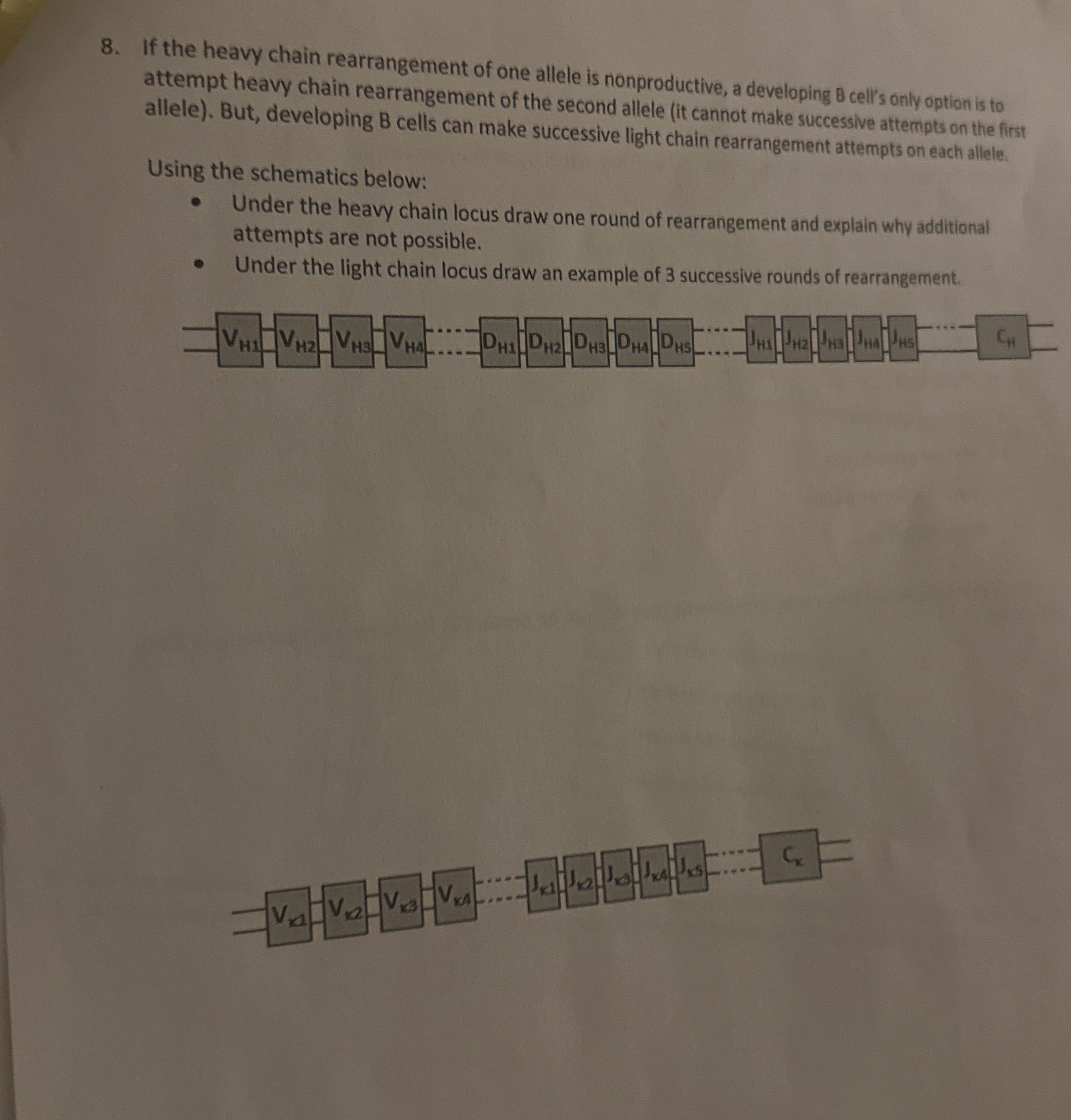 If the heavy chain rearrangement of one allele is | Chegg.com