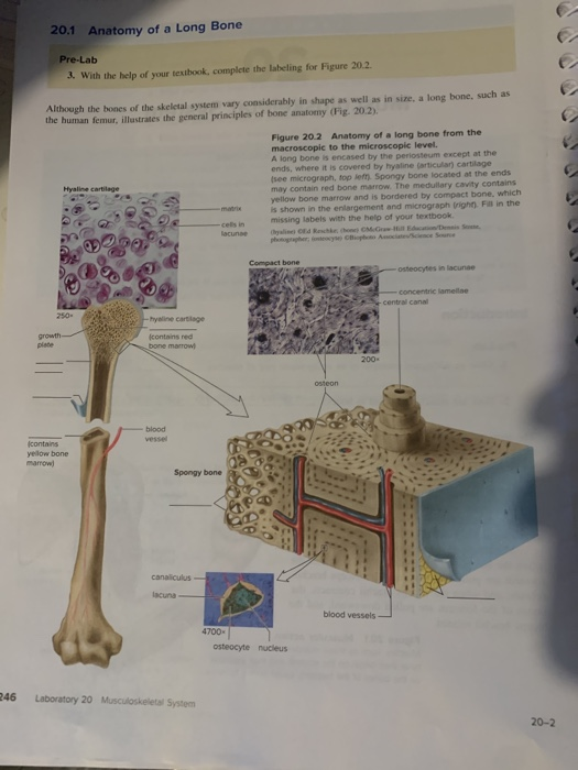 20 1 Anatomy Of A Long Bone Pre Lab 2 With The He Chegg Com