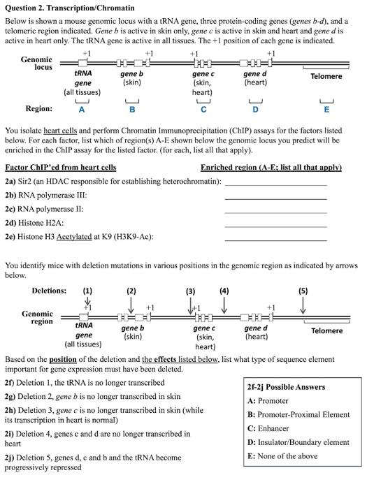 Solved Question 2. Transcription/Chromatin Below is shown a | Chegg.com