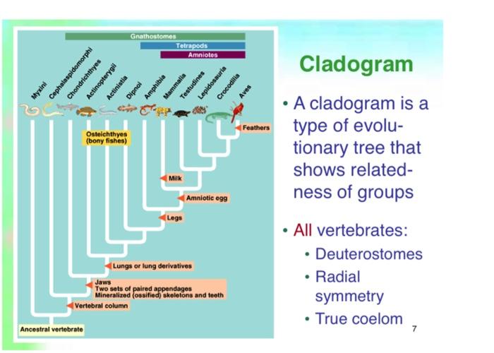 Solved  at the evolutionary tree on slide 4. a. 