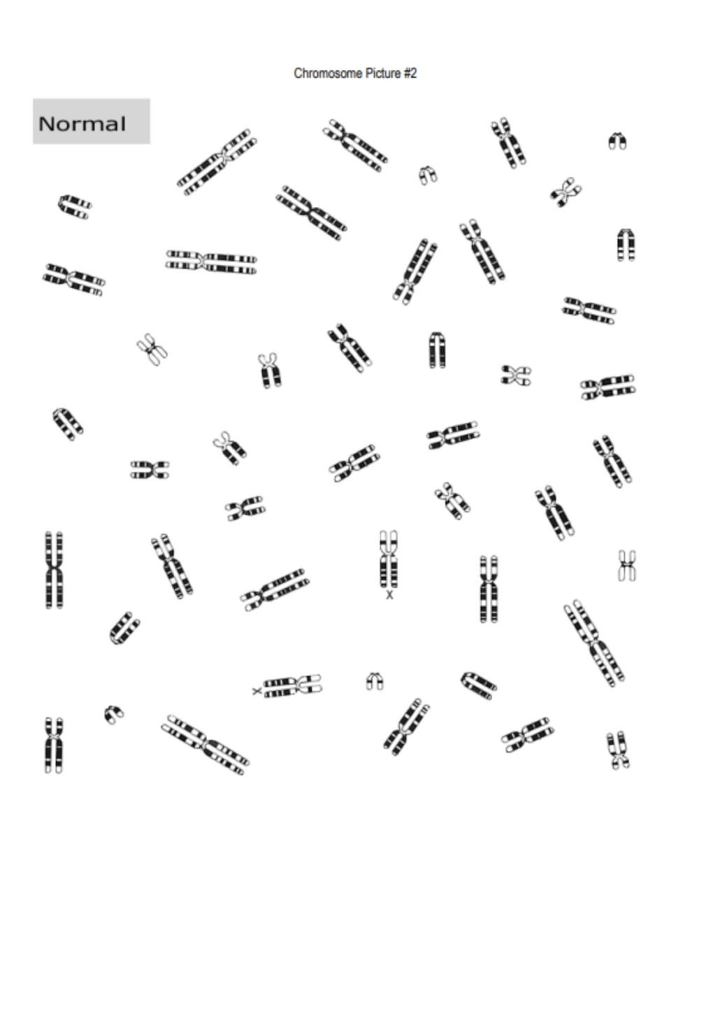 Solved Questions: 1. What four karyotypes did you choose to | Chegg.com