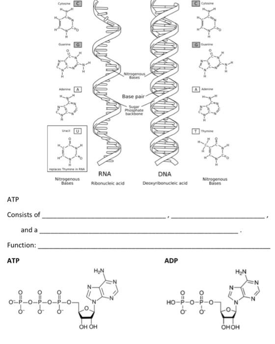 Monomer [building block] of Lipids: Draw this | Chegg.com