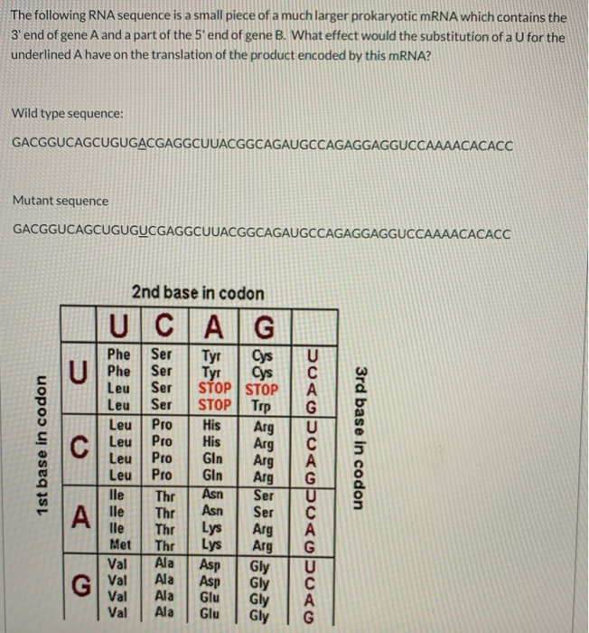 Solved The following RNA sequence is a small piece of a much | Chegg.com