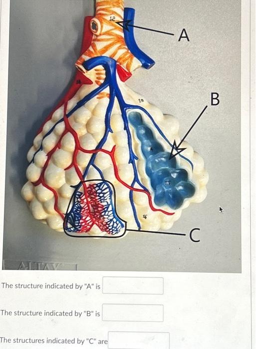 The structure indicated by 