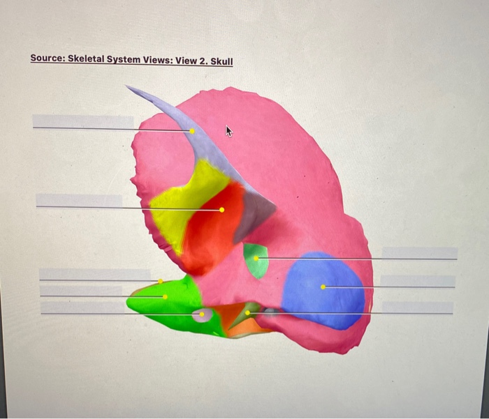 Solved Source: Skeletal System Views: View 2. Skull | Chegg.com