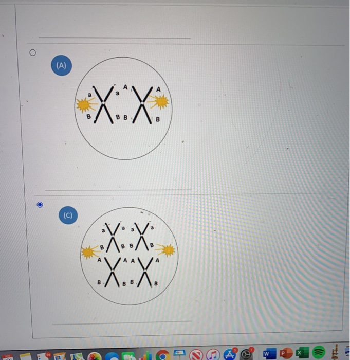 Solved Select The Correct Arrangement For These Chromosomes | Chegg.com