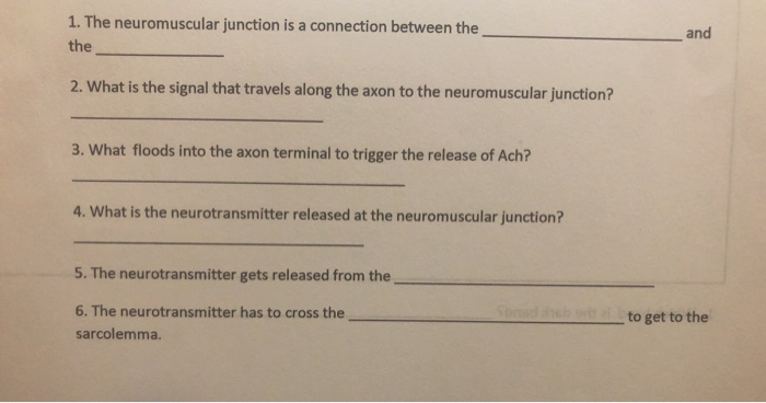 Solved 1. The neuromuscular junction is a connection between | Chegg.com