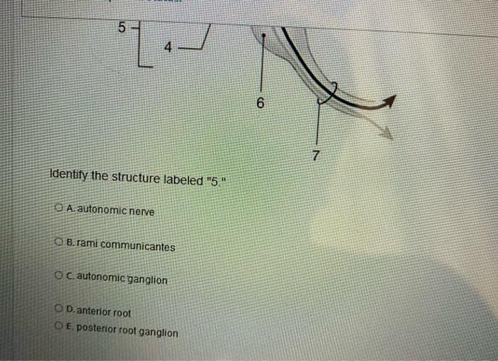 Identify the structure labeled 5. A. autonomic nerve B. rami communicantes c. autonomic ganglion D. anterior root E. poster