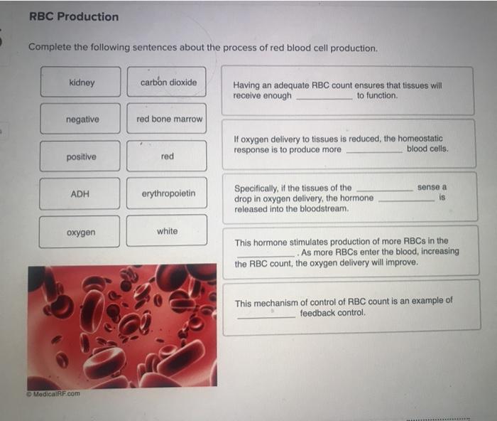 Solved RBC Production Complete the following sentences about | Chegg.com