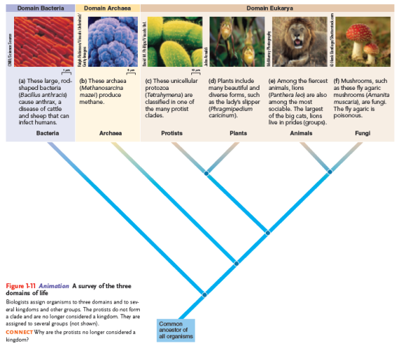 Solved: visualize Draw a simple cladogram illustrating the relatio ...