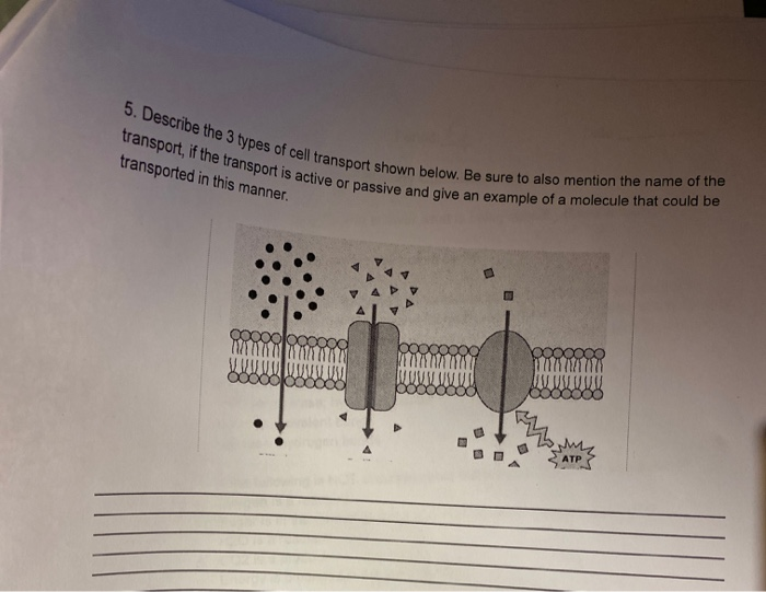 Solved 5. Describe the 3 types of cell transport she | Chegg.com