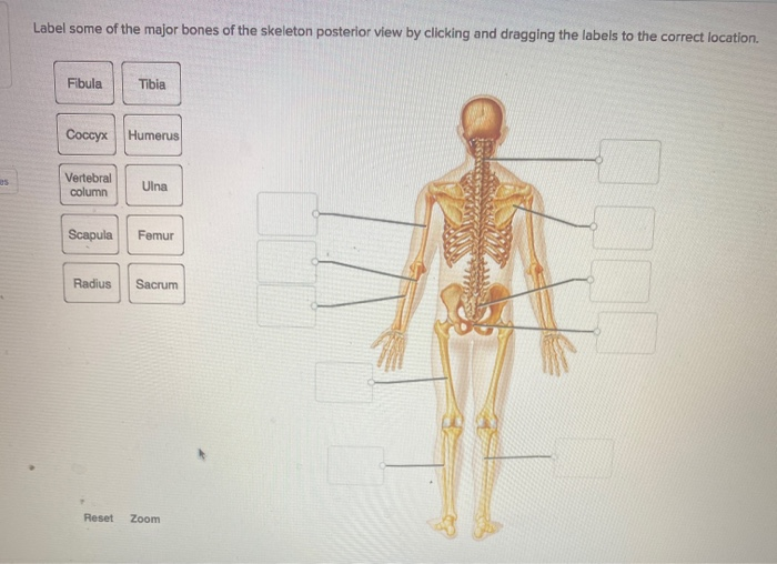 32 Skeleton Picture To Label - Labels 2021
