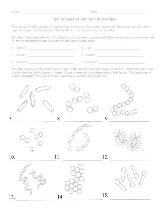 Solved Name Date The Shapes of Bacteria Worksheet Thousands | Chegg.com