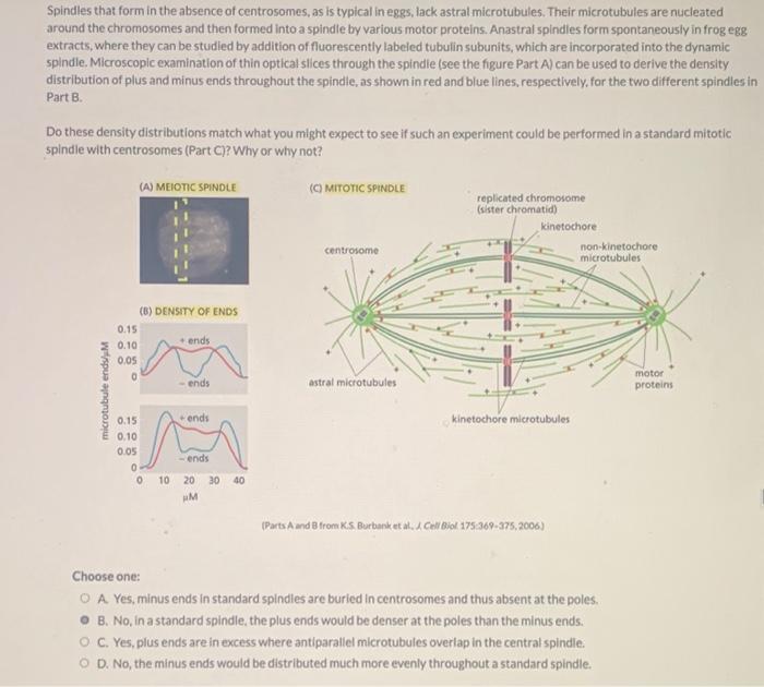 Solved Spindles that form in the absence of centrosomes, as | Chegg.com