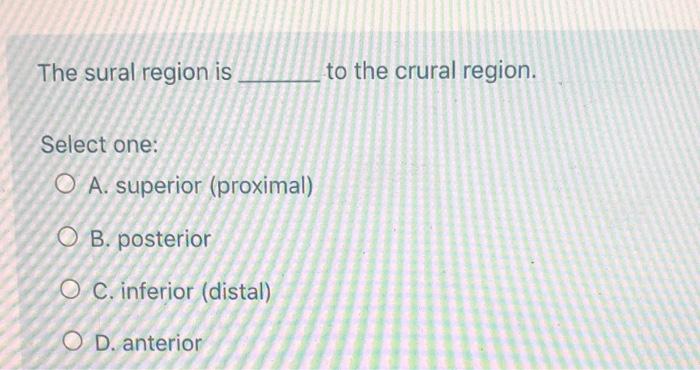 sural region