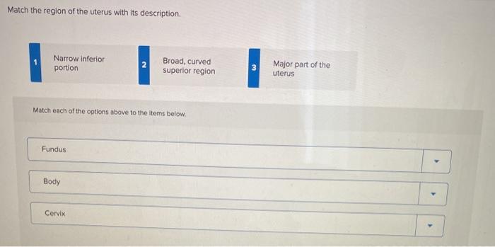 Solved Match the region of the uterus with its description 1 | Chegg.com