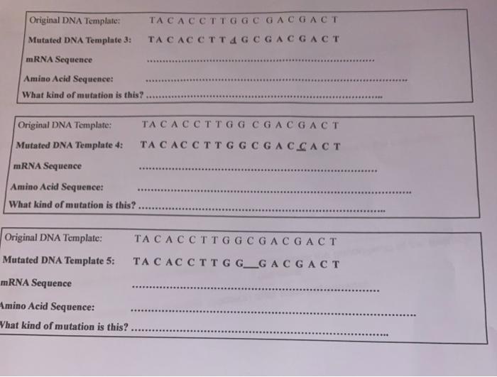 Solved Original DNA Template: TA C A C C TT G G C G A C G A | Chegg.com