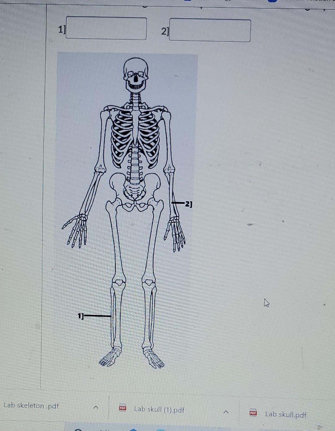 Solved 1 2 Lab Skeleton Pdf Lab Skull 1 Pdf Lab Chegg Solved 1 2 Lab Skeleton Pdf Lab Skull 1 Pdf Lab Chegg