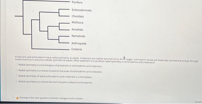 Cnidarians and echinoderms have radial symmetry as adults. Cnidarians are radially syminetrical at all life stages. tchinoder