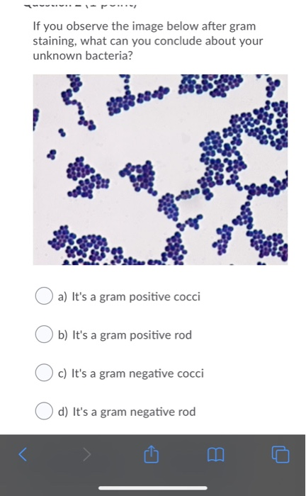 Solved If you observe the image below after gram staining, | Chegg.com
