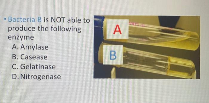 Solved A • Bacteria B is NOT able to produce the following | Chegg.com