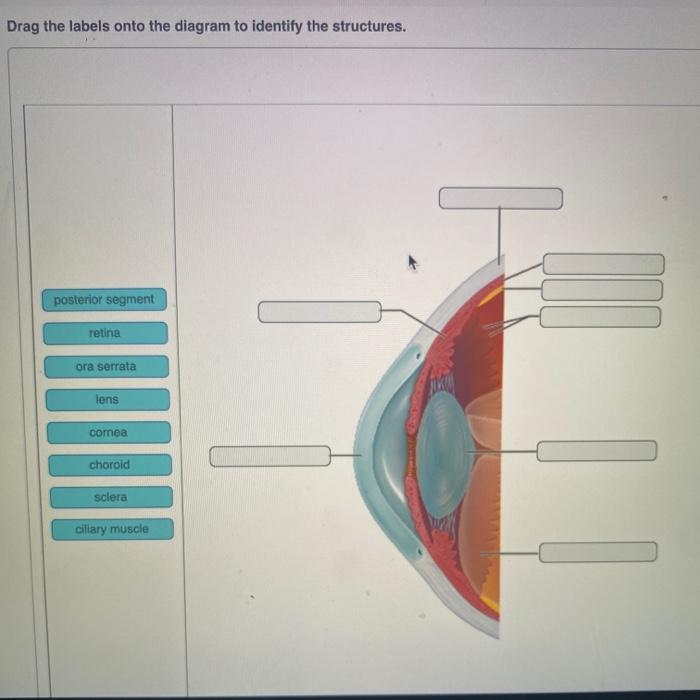 Solved Drag The Labels Onto The Diagram To Identify The