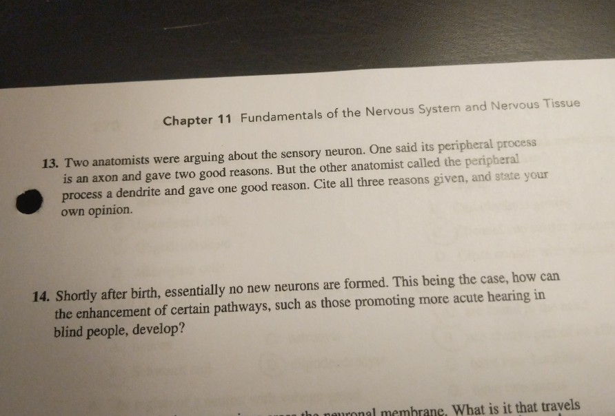 Solved Chapter 11 Fundamentals Of The Nervous System And | Chegg.com