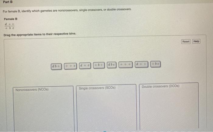 Solved Two Different Female Drosophilawere Isolated, Each | Chegg.com