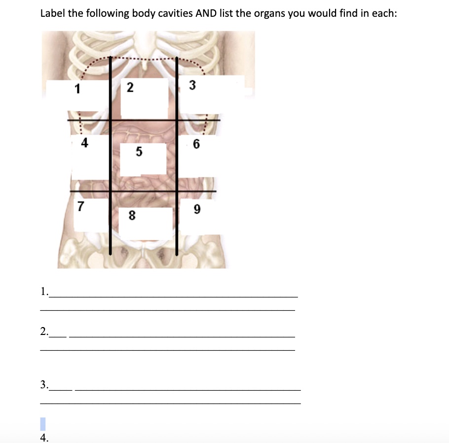 Label The Following Body Cavities Printable