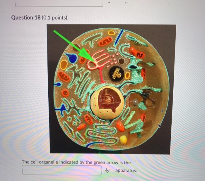 Solved Question 2 (0.1 points) The red blood cell on the | Chegg.com