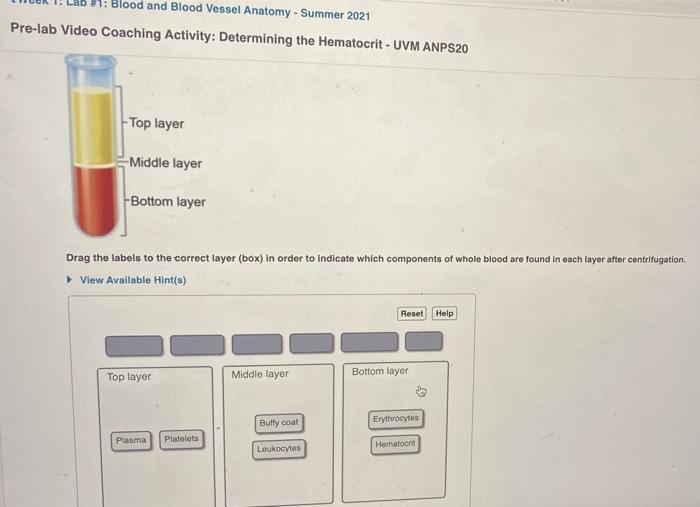 Solved RBCs in blood smear Plasma (55) "Buffy coat"