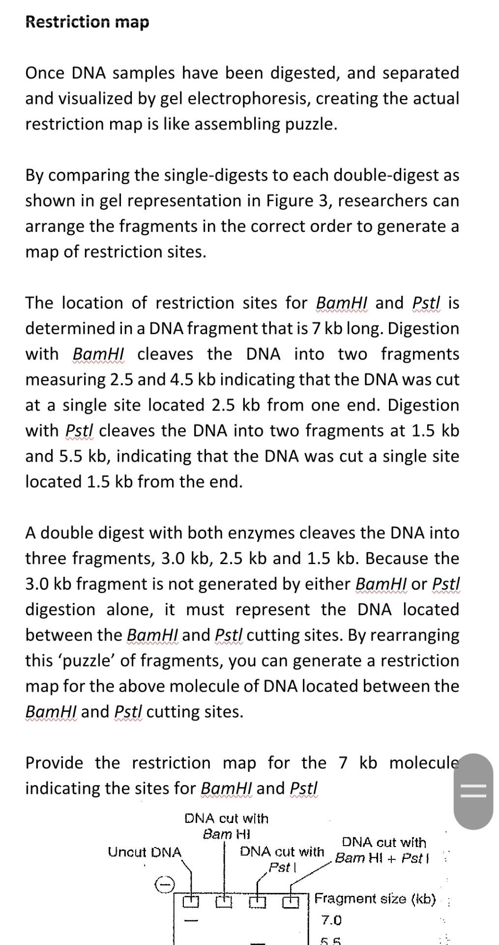 Solved Restriction map Once DNA samples have been digested, | Chegg.com