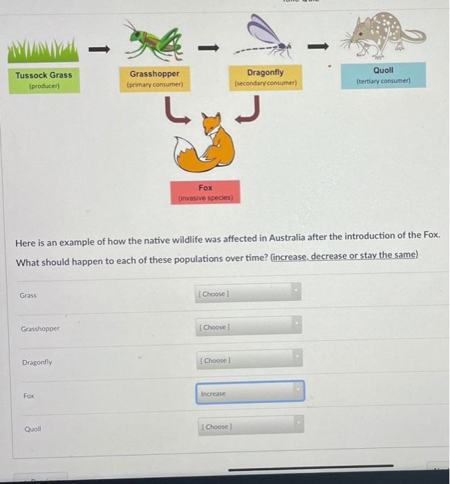 Solved Tussock Grass (producer) Grasshopper (primary | Chegg.com