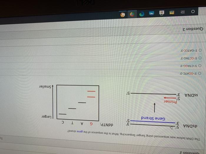 Solved Question 2 The DNA below was sequenced using Sanger | Chegg.com