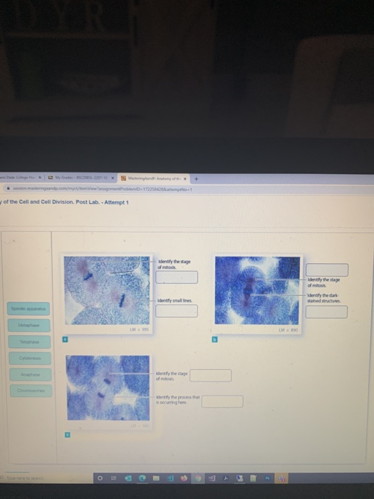 Solved mango.com www172253401 of the Cell and Cell Division | Chegg.com