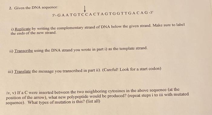 Solved 2. Given the DNA sequence: 5'- G A A T G T C'C A CT A | Chegg.com