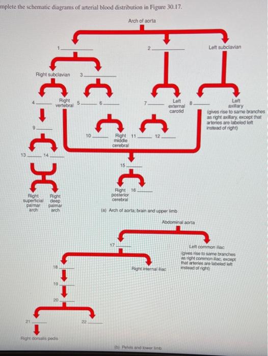 Solved mplete the schematic diagrams of arterial blood | Chegg.com