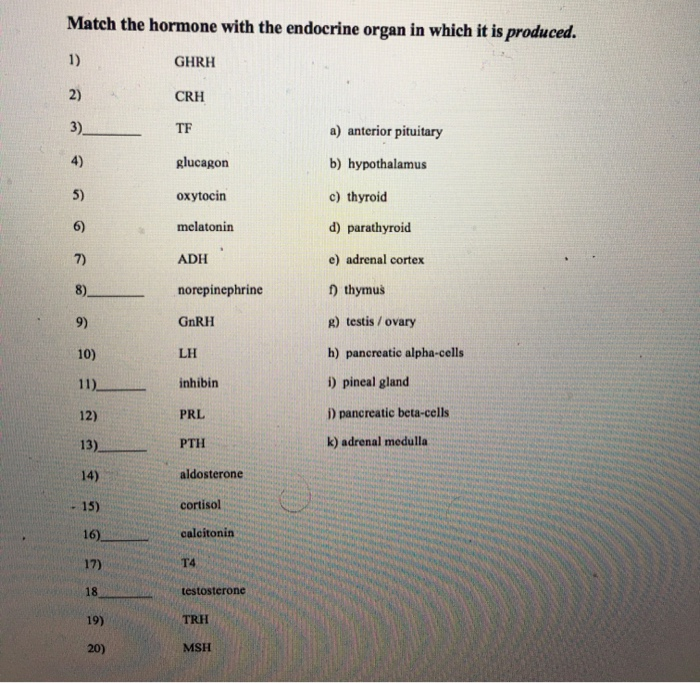 Solved Match the hormone with the endocrine organ in which | Chegg.com
