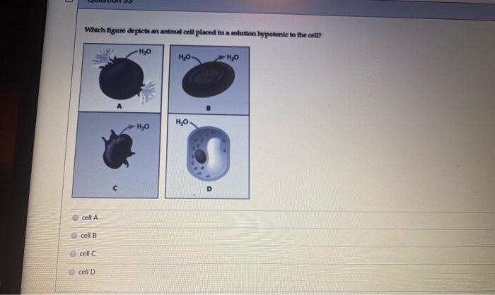 Solved Which figure depicts animal cell placed in a solution 