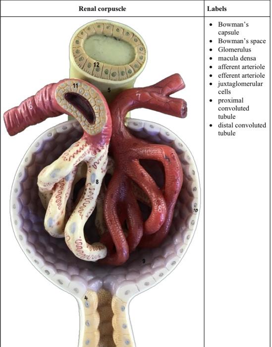 Solved Renal corpuscle Labels le) • Bowman's capsule | Chegg.com