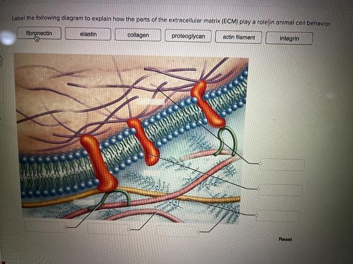 extracellular matrix diagram