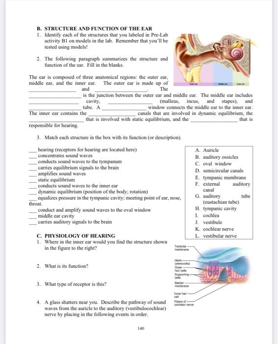 Solved B. STRUCTURE AND FUNCTION OF THE EAR 1. Identify Each | Chegg.com