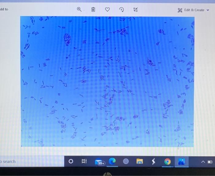 Solved Gram stain process Gram staining steps Cell effects | Chegg.com