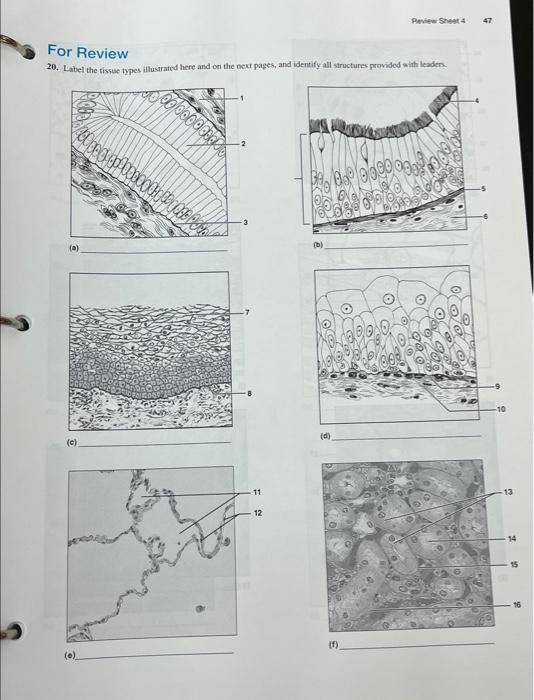 Solved 2. Use The Key Choices To Identify The Major Tissue | Chegg.com