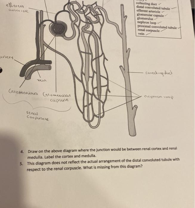 Solved efferent arteriole collecting duct distal convoluted | Chegg.com