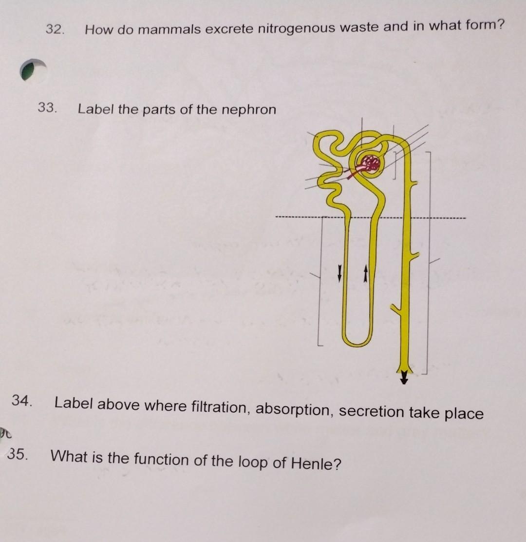 Solved 32. How do mammals excrete nitrogenous waste and in