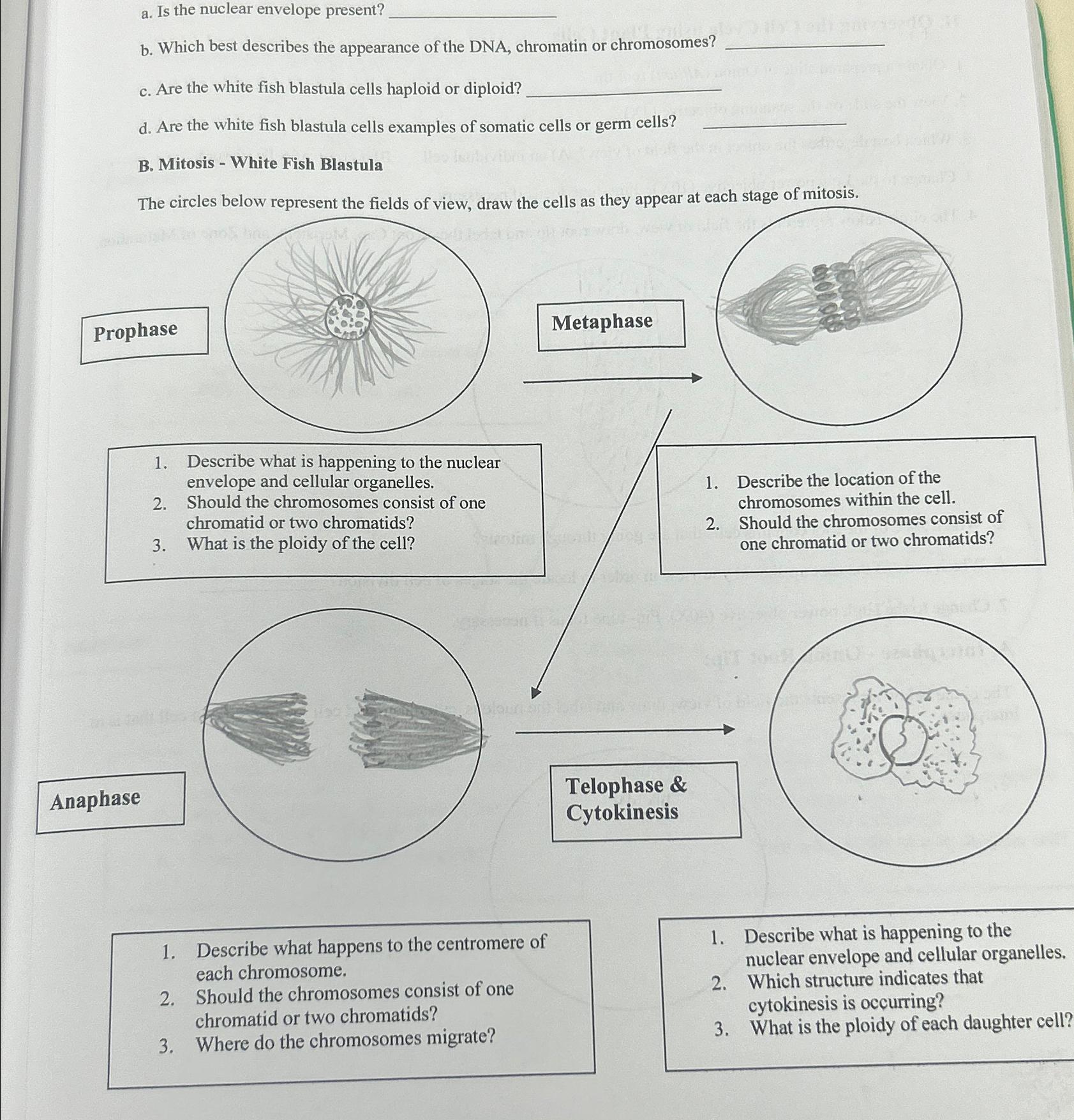 Solved a. ﻿Is the nuclear envelope present?b. ﻿Which best | Chegg.com